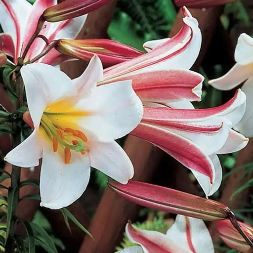 Regale LILY Trumpet Lily(3 bulbs) highly fragrant - Caribbean garden seed
