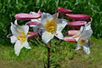 Regale LILY Trumpet Lily(3 bulbs) highly fragrant - Caribbean garden seed