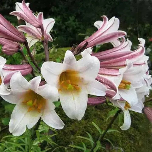 Regale LILY Trumpet Lily(3 bulbs) highly fragrant - Caribbean garden seed