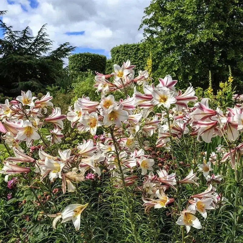 Regale LILY Trumpet Lily(3 bulbs) highly fragrant - Caribbean garden seed