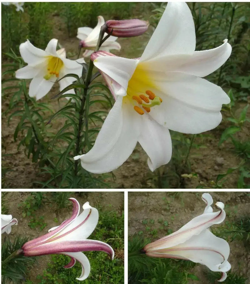 Regale LILY Trumpet Lily(3 bulbs) highly fragrant - Caribbean garden seed