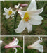 Regale LILY Trumpet Lily(3 bulbs) highly fragrant - Caribbean garden seed