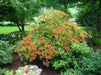 Rhododendron bakeri seeds (Cumberland Azalea) perennial shrub - Caribbean garden seed