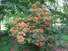 Rhododendron bakeri seeds (Cumberland Azalea) perennial shrub - Caribbean garden seed