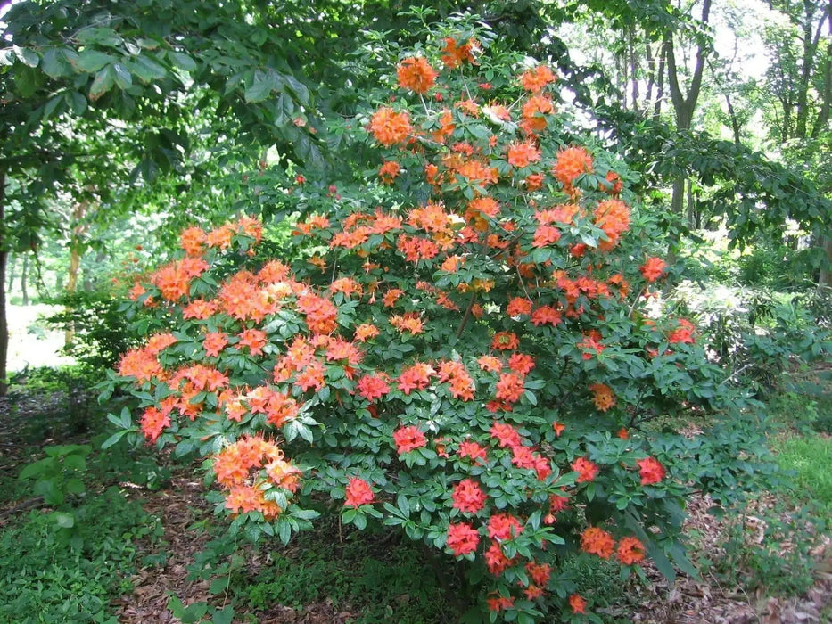Rhododendron bakeri seeds (Cumberland Azalea) perennial shrub - Caribbean garden seed