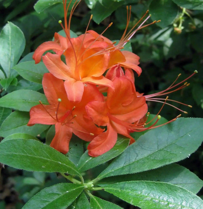 Rhododendron bakeri seeds (Cumberland Azalea) perennial shrub - Caribbean garden seed