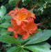 Rhododendron bakeri seeds (Cumberland Azalea) perennial shrub - Caribbean garden seed