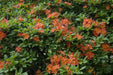 Rhododendron bakeri seeds (Cumberland Azalea) perennial shrub - Caribbean garden seed