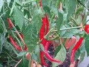 Ring of Fire, Pepper SEEDS , Capsicum Annum, - Caribbean garden seed