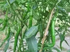 Ring of Fire, Pepper SEEDS , Capsicum Annum, - Caribbean garden seed