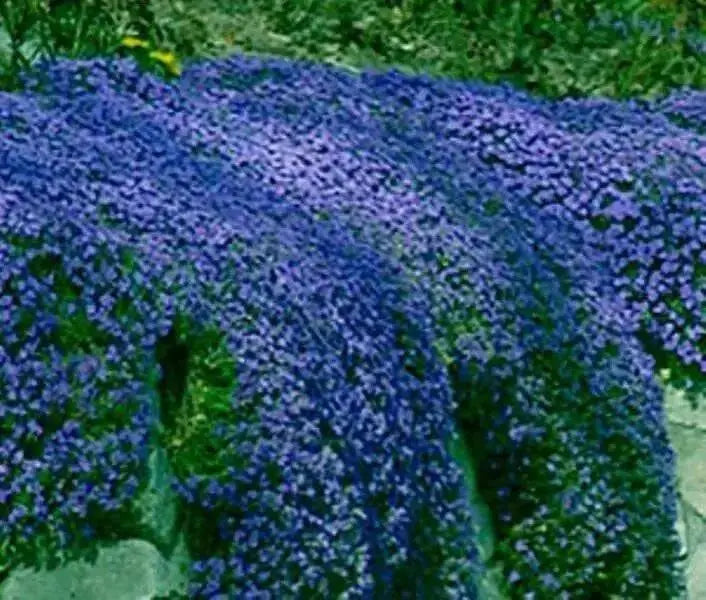 Rock Cress, FLOWERS Seed - Cascade Dark Blue , PERENNIAL - Caribbean garden seed
