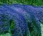 Rock Cress, FLOWERS Seed - Cascade Dark Blue , PERENNIAL - Caribbean garden seed
