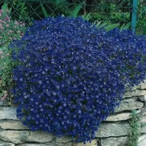 Rock Cress, FLOWERS Seed - Cascade Dark Blue , PERENNIAL - Caribbean garden seed
