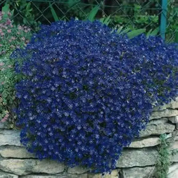 Rock Cress, FLOWERS Seed - Cascade Dark Blue , PERENNIAL - Caribbean garden seed