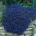 Rock Cress, FLOWERS Seed - Cascade Dark Blue , PERENNIAL - Caribbean garden seed