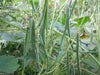 Rice Bean,White,  Climbing-Mountain-Bean - Seeds - Caribbean garden seed