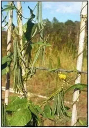 Rice Bean,White,  Climbing-Mountain-Bean - Seeds - Caribbean garden seed