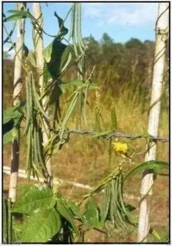 Rice Bean,White,  Climbing-Mountain-Bean - Seeds - Caribbean garden seed