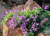 Rock Clematis - Clematis columbiana - Flower Seeds, PERENNIAL - Caribbean garden seed