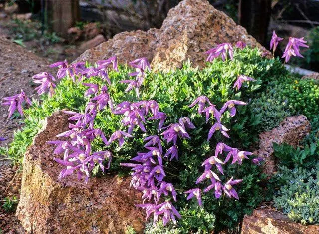 Rock Clematis - Clematis columbiana - Flower Seeds, PERENNIAL - Caribbean garden seed