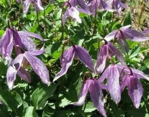 Rock Clematis - Clematis columbiana - Flower Seeds, PERENNIAL - Caribbean garden seed