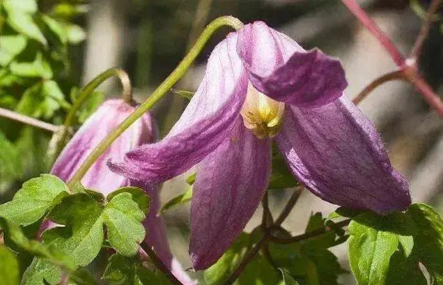 Rock Clematis - Clematis columbiana - Flower Seeds, PERENNIAL - Caribbean garden seed