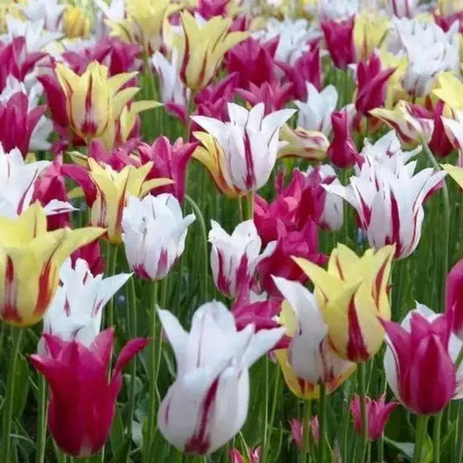 Rembrandt Assorted -Tulip Bulbs, spring flowers - Caribbean garden seed