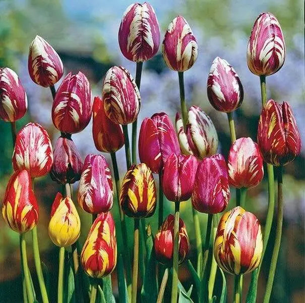Rembrandt Assorted -Tulip Bulbs, spring flowers - Caribbean garden seed