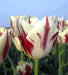 Rembrandt Assorted -Tulip Bulbs, spring flowers - Caribbean garden seed