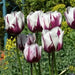 Rembrandt Assorted -Tulip Bulbs, spring flowers - Caribbean garden seed