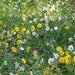 ROCK GARDEN Wildflower Seeds, ANNUAL - Caribbean garden seed