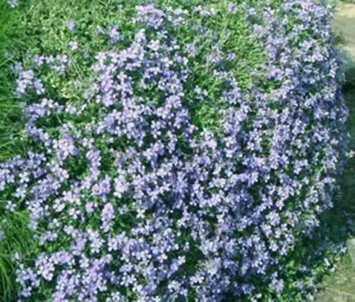 Rock Cress, Flowers Seed, Pale Blue, PERENNIAL Ground cover - Caribbean garden seed