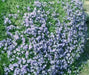 Rock Cress, Flowers Seed, Pale Blue, PERENNIAL Ground cover - Caribbean garden seed