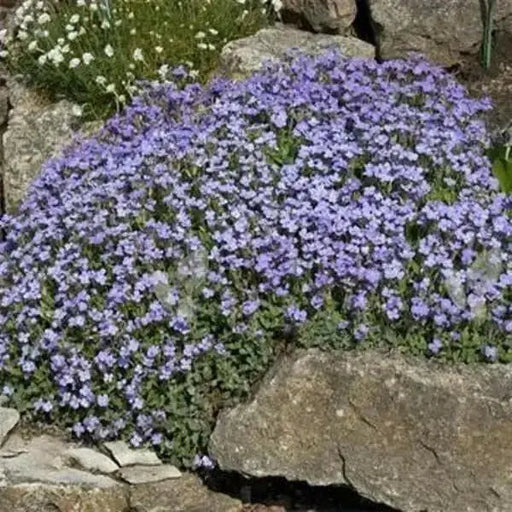 Rock Cress, Flowers Seed, Pale Blue, PERENNIAL Ground cover - Caribbean garden seed