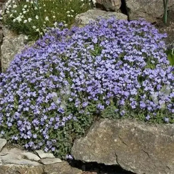 Rock Cress, Flowers Seed, Pale Blue, PERENNIAL Ground cover - Caribbean garden seed