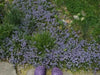 Rock Cress, Flowers Seed, Pale Blue, PERENNIAL Ground cover - Caribbean garden seed