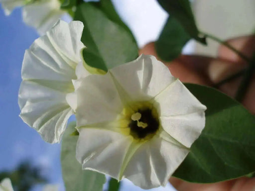 Rivea Corymbosa -  Seeds - Also known As, Ololiuqui Vine! - Caribbean garden seed