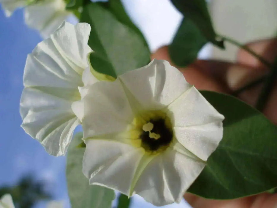 Rivea Corymbosa -  Seeds - Also known As, Ololiuqui Vine! - Caribbean garden seed