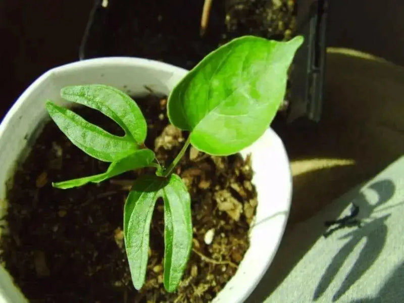 Rivea Corymbosa -  Seeds - Also known As, Ololiuqui Vine! - Caribbean garden seed