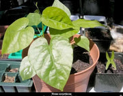 Rivea Corymbosa -  Seeds - Also known As, Ololiuqui Vine! - Caribbean garden seed