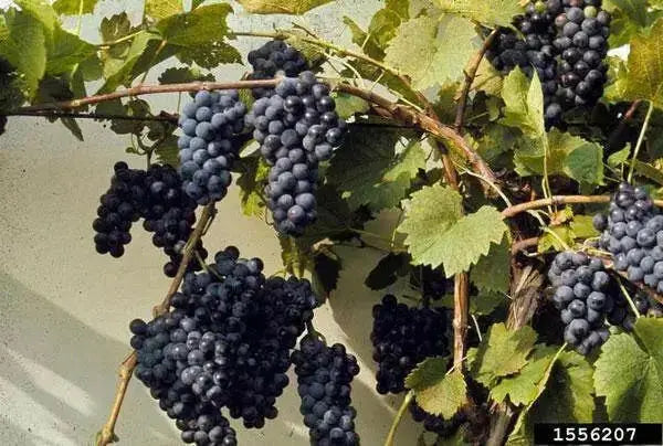 Riverbank Grape SEEDS  (Vitis riparia), Perennial shrub - Caribbean garden seed