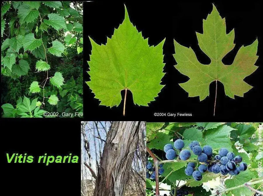 Riverbank Grape SEEDS  (Vitis riparia), Perennial shrub - Caribbean garden seed