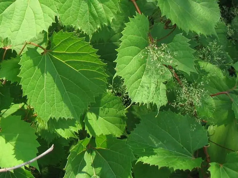 Riverbank Grape SEEDS  (Vitis riparia), Perennial shrub - Caribbean garden seed