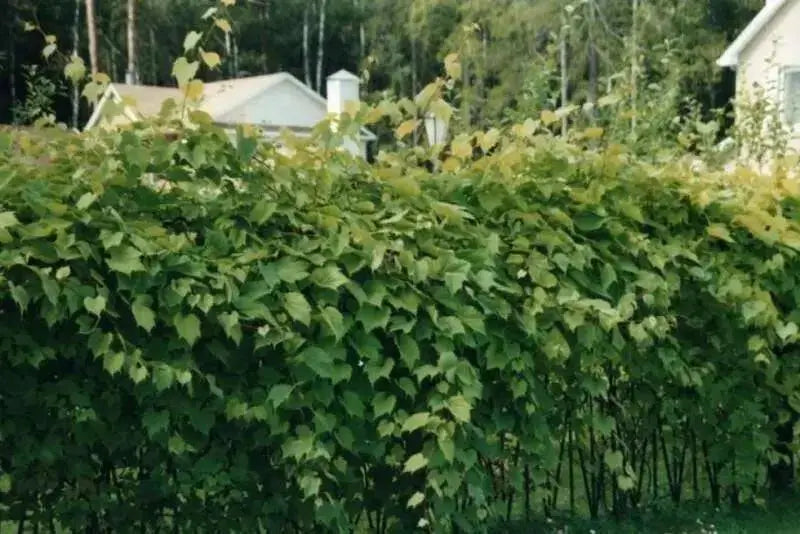 Riverbank Grape SEEDS  (Vitis riparia), Perennial shrub - Caribbean garden seed