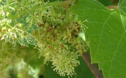 Riverbank Grape SEEDS  (Vitis riparia), Perennial shrub - Caribbean garden seed