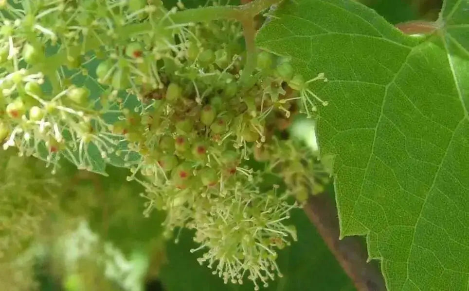 Riverbank Grape SEEDS  (Vitis riparia), Perennial shrub - Caribbean garden seed