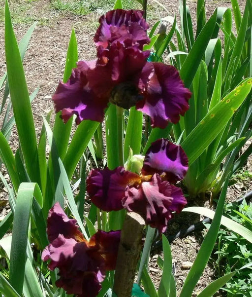 rio rojo Tall Bearded Iris, BAREROOT Plants - Caribbean garden seed