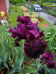 rio rojo Tall Bearded Iris, BAREROOT Plants - Caribbean garden seed