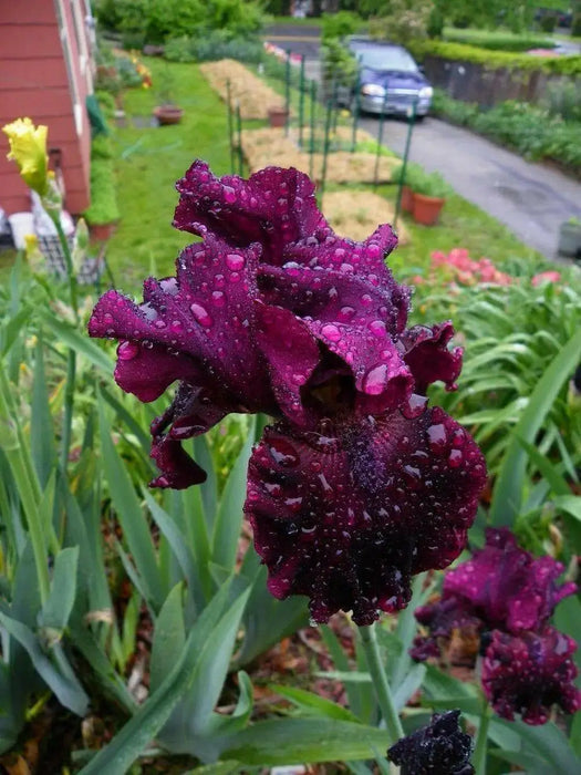 rio rojo Tall Bearded Iris, BAREROOT Plants - Caribbean garden seed