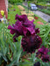 rio rojo Tall Bearded Iris, BAREROOT Plants - Caribbean garden seed